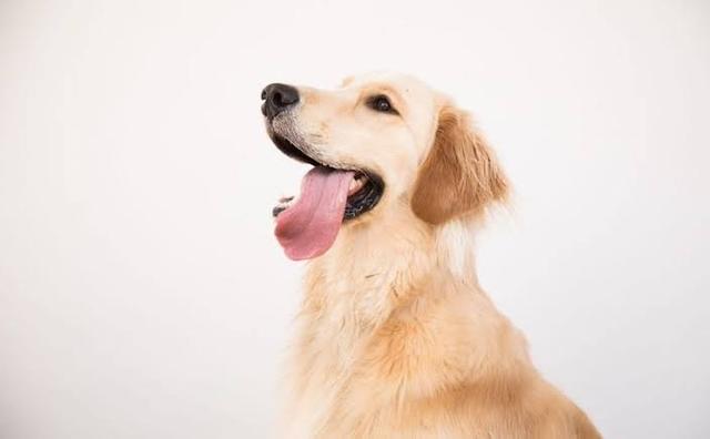 狗狗放屁停不下来?分析狗狗放屁的原因,对症下