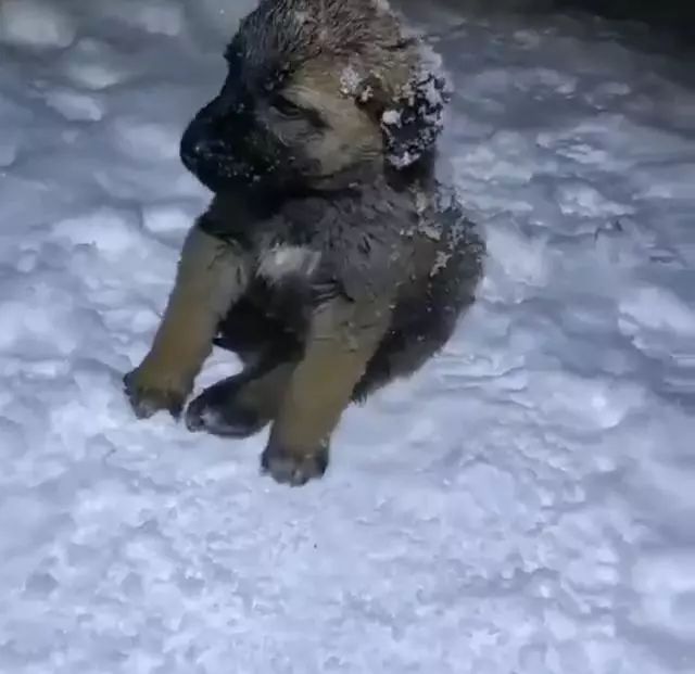 雪地里发现小狗,网友看到它身上的雪,决定抱回家收养