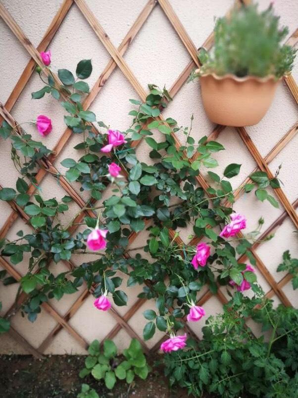 现在能种植什么花 4e997b3119c04b31bd626e34ee182dd2.jpeg