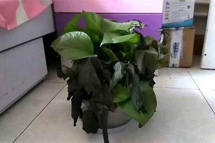 4f574f0d93a54dbfa29aac2b493067f0.jpeg