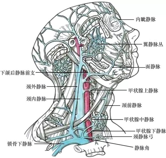 以乳突尖和下颌角连线中点至胸锁关节中点的连线作为颈内静脉的体表