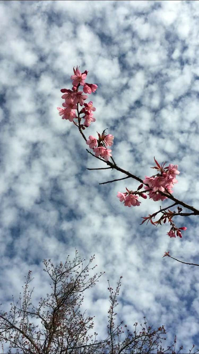 这样景色成为春城昆明迎接新年的靓丽风景.