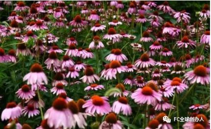 松果菊的功效和用法 637b5bca21cb45859fce415d144636a1.jpeg