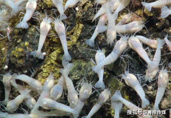 原创最耐高温的虾生活在450度的深海火山喷口这要怎么吃