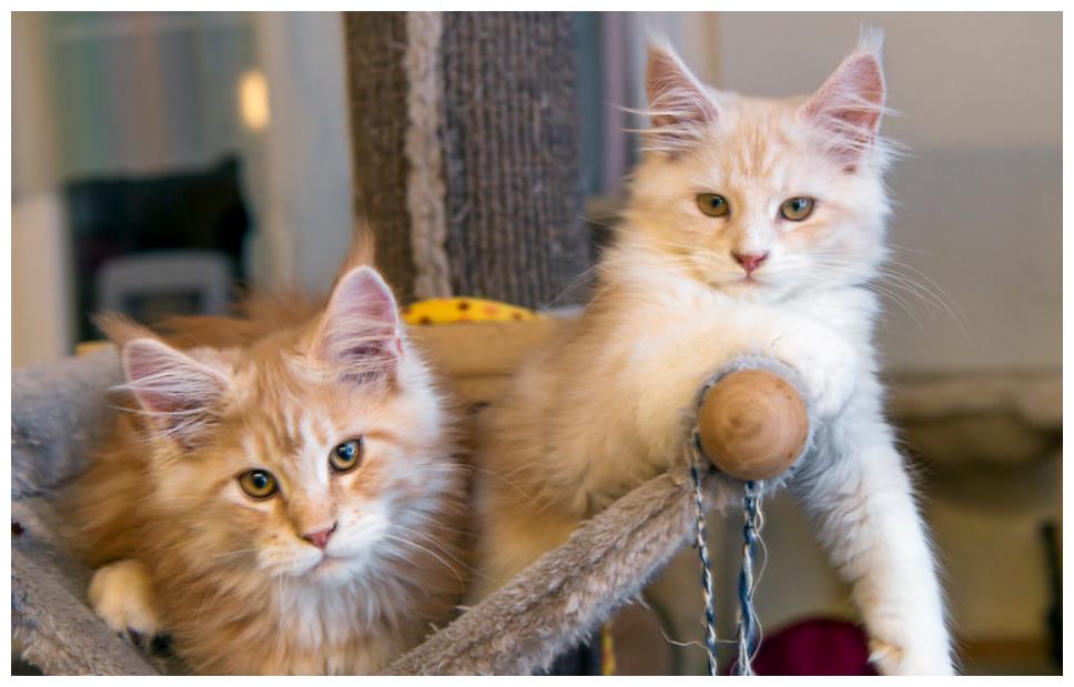 怎么看小猫公母20天 6d19e41afb4d4aaab364e2072ff0ce2a.jpeg