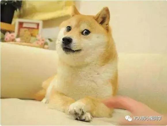 柴犬智商排名_柴犬智商排名第几(2)