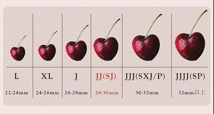 规格上也有很多门道:在智利等南半球国家,常用"j(jumbo)来对车厘子