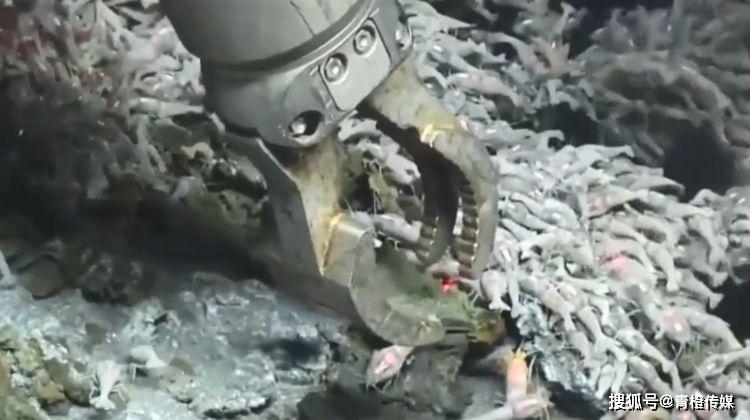 虾,它们被发现生活在加勒比海的海底,并且是活在深海火山口的附近因此