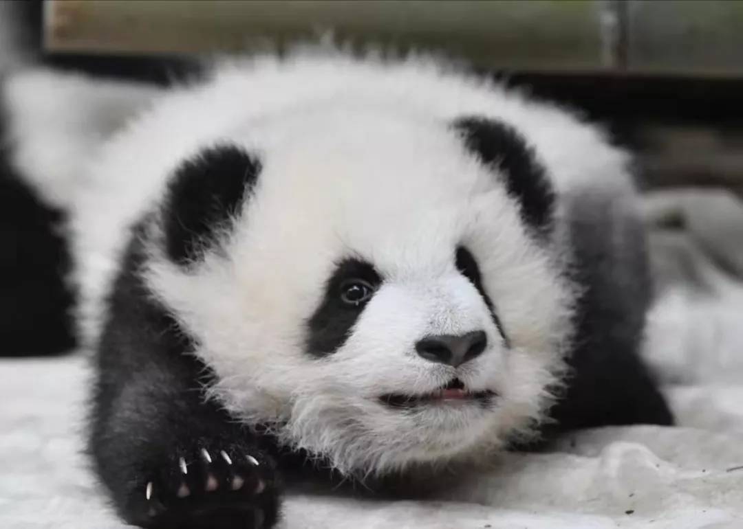 熊猫母亲的仔细照料,再加上现在有工作人员的管理,小小的团子生存下来
