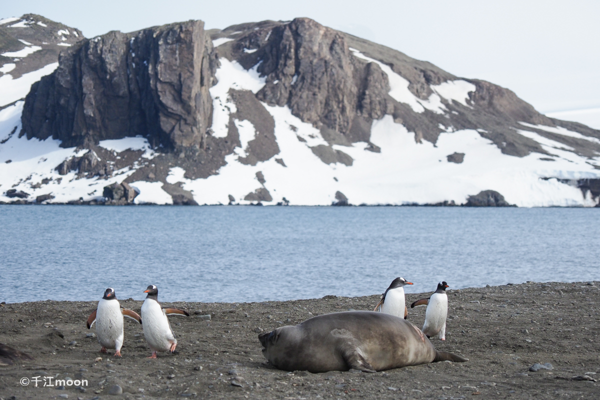 南极的这个庞然大物虽然丑，却是“一夫多妻”