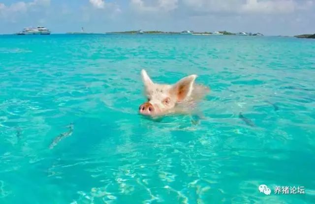 猪真的会游泳吗?