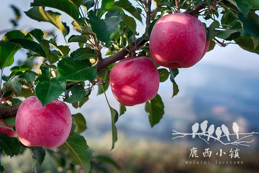 最漂亮的苹果图片大全——赏心悦目的视觉盛宴，最漂亮的苹果图片大全，赏心悦目的视觉盛宴