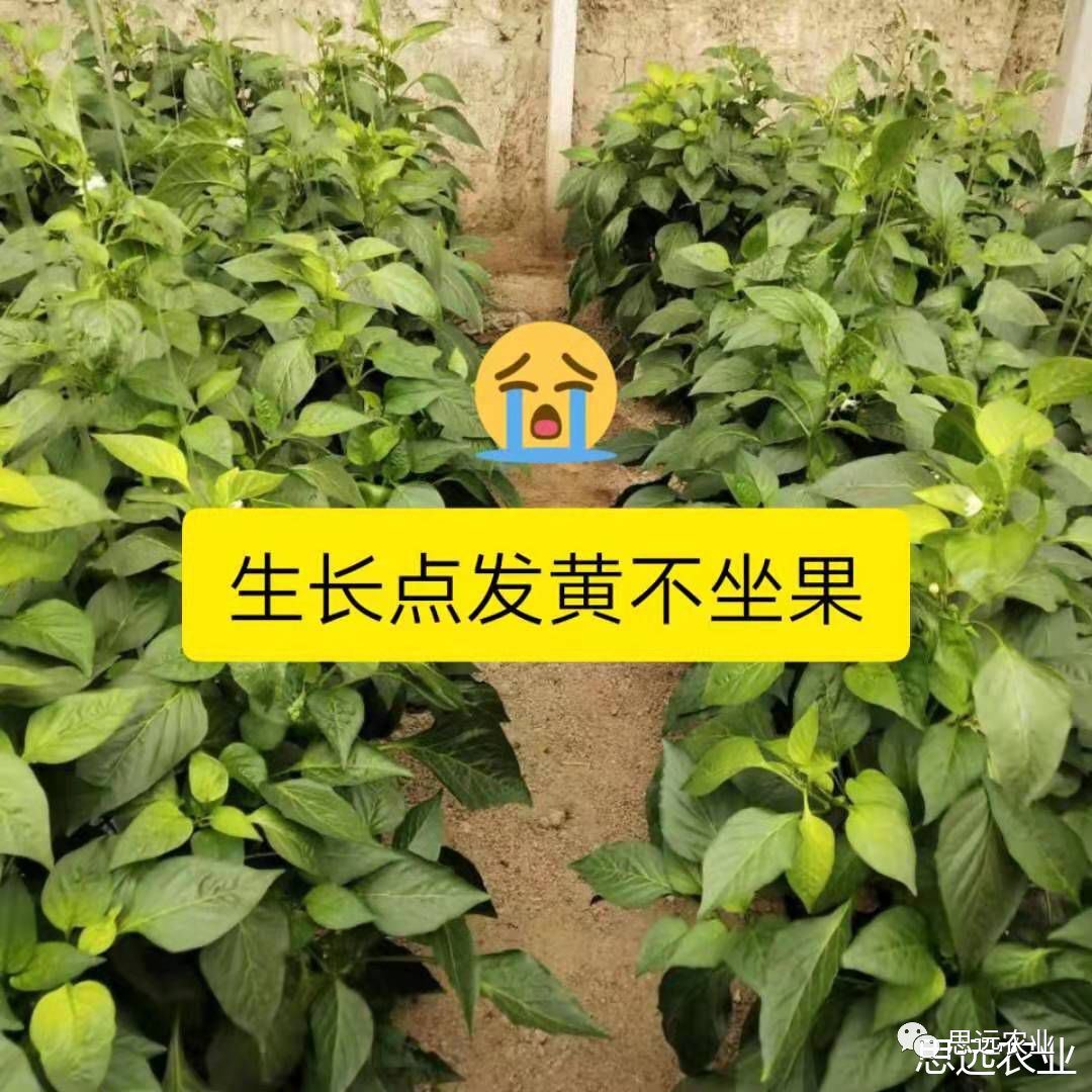 超越在冬季,高价时期拿高产-越冬辣椒连续坐果方案_标准化