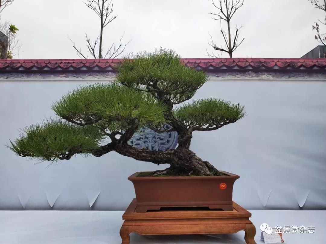 2020չ:׽캣˿Ȫ辰(ʯ)