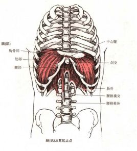 膈肌部位：