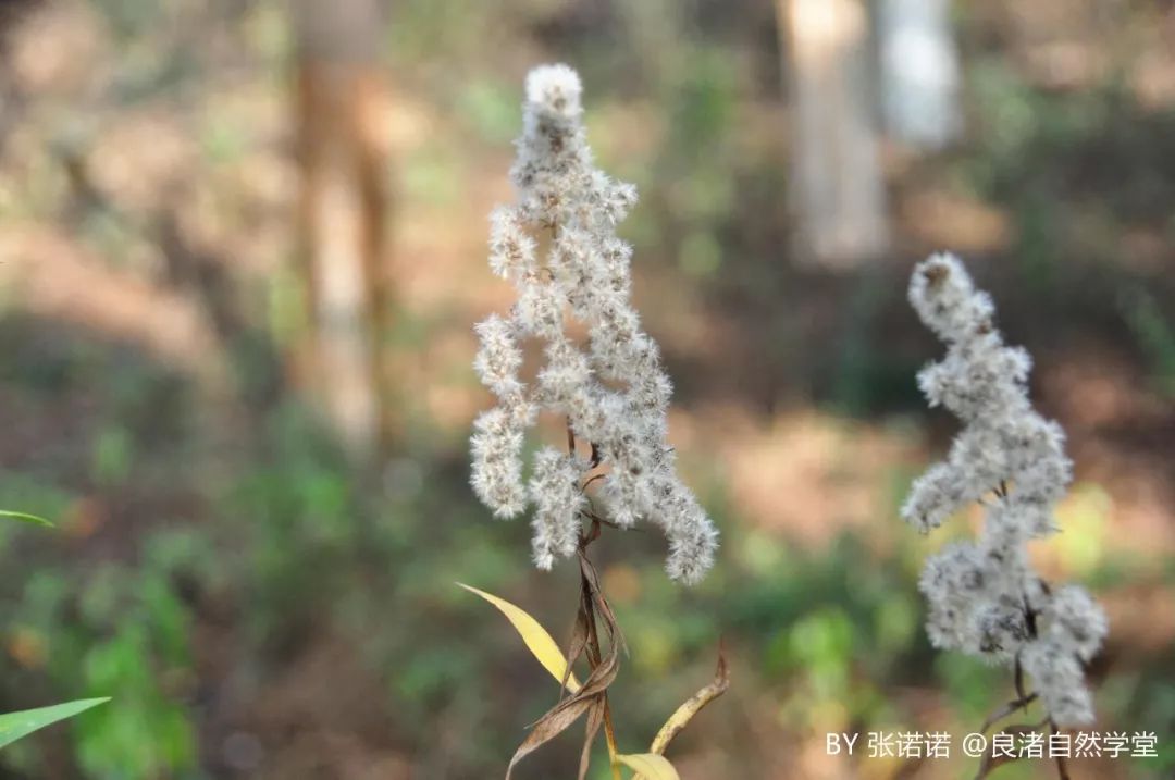 良渚地区24节气物候记录冬至