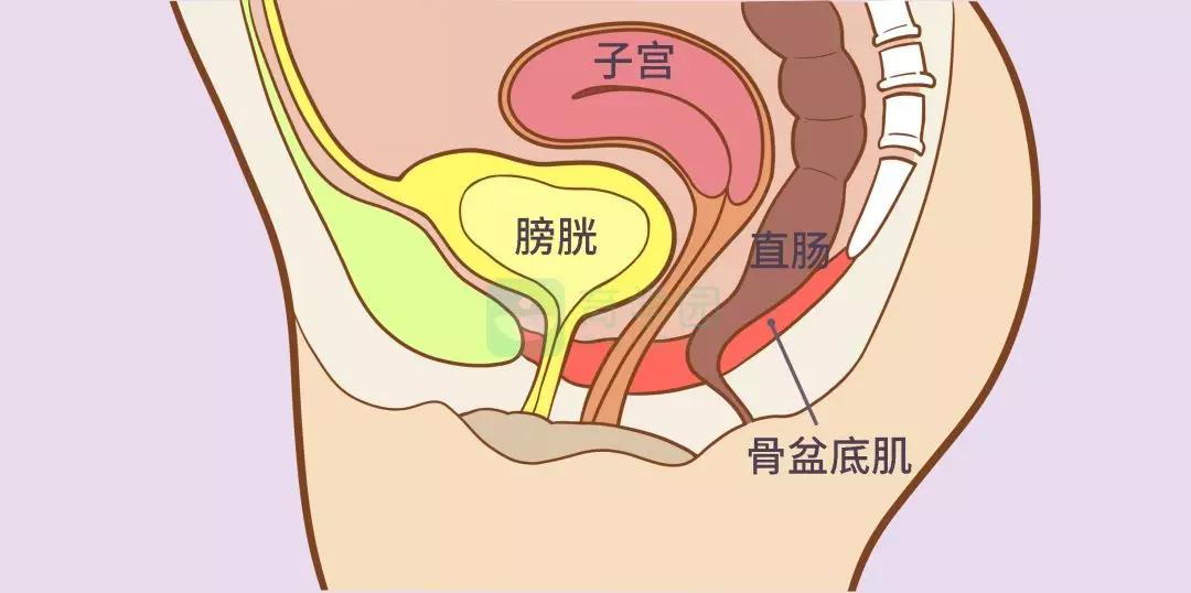 产后漏尿/松弛=盆底肌损伤→需要做盆底肌康复 盆底肌处于盆腔最底部