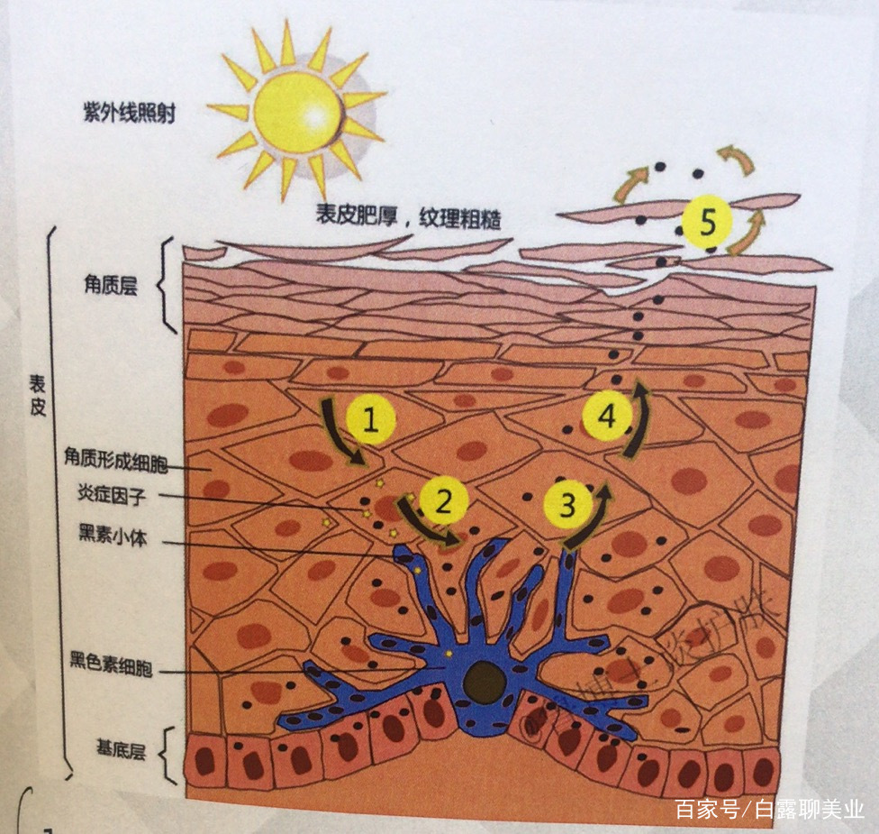 黑色素是怎样生成的