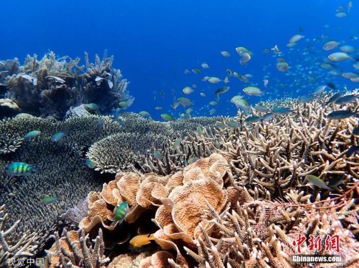 全球首例太平洋岛国帕劳禁用有害珊瑚礁的防晒霜_格绍