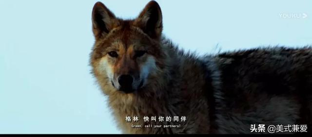 美女画家救下一只狼崽,并助它重返狼群,4年后见到它全家