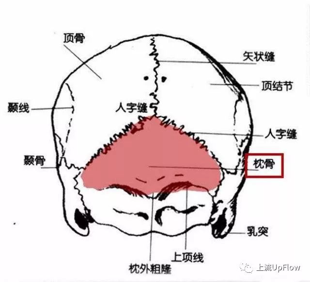 「冯欣源自然养育之家」我妈把我睡成了扁头，还很得意