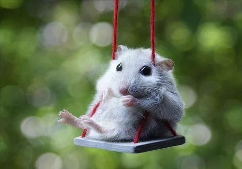 鼠是什么时辰出生的好 f487c271b63043a5b2cea3aec7ea7811.jpeg