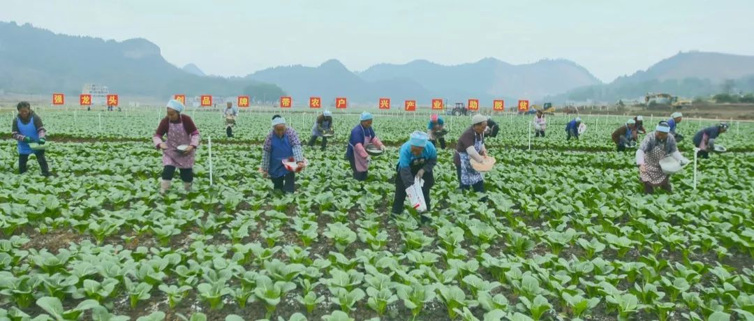 进农村贫困人口脱贫_脱贫攻坚图片(2)