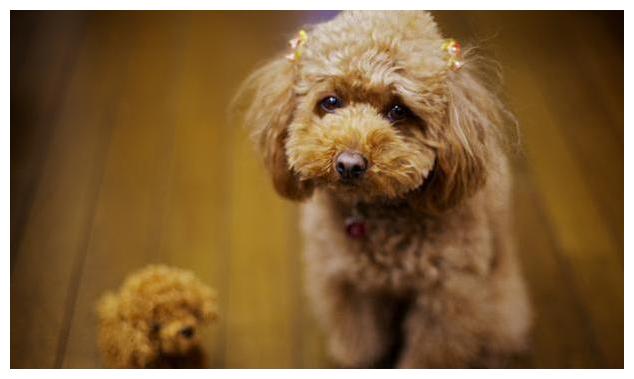泰迪智商排名第几_柴犬智商排名第几(3)