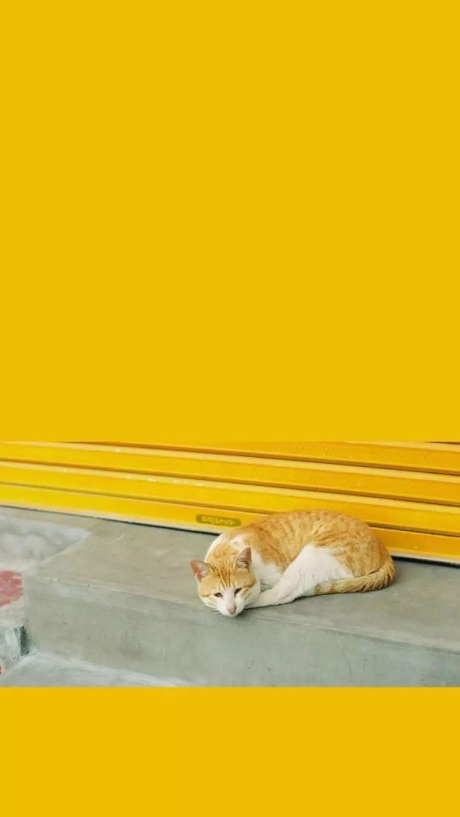 黄色系背景图壁纸合集