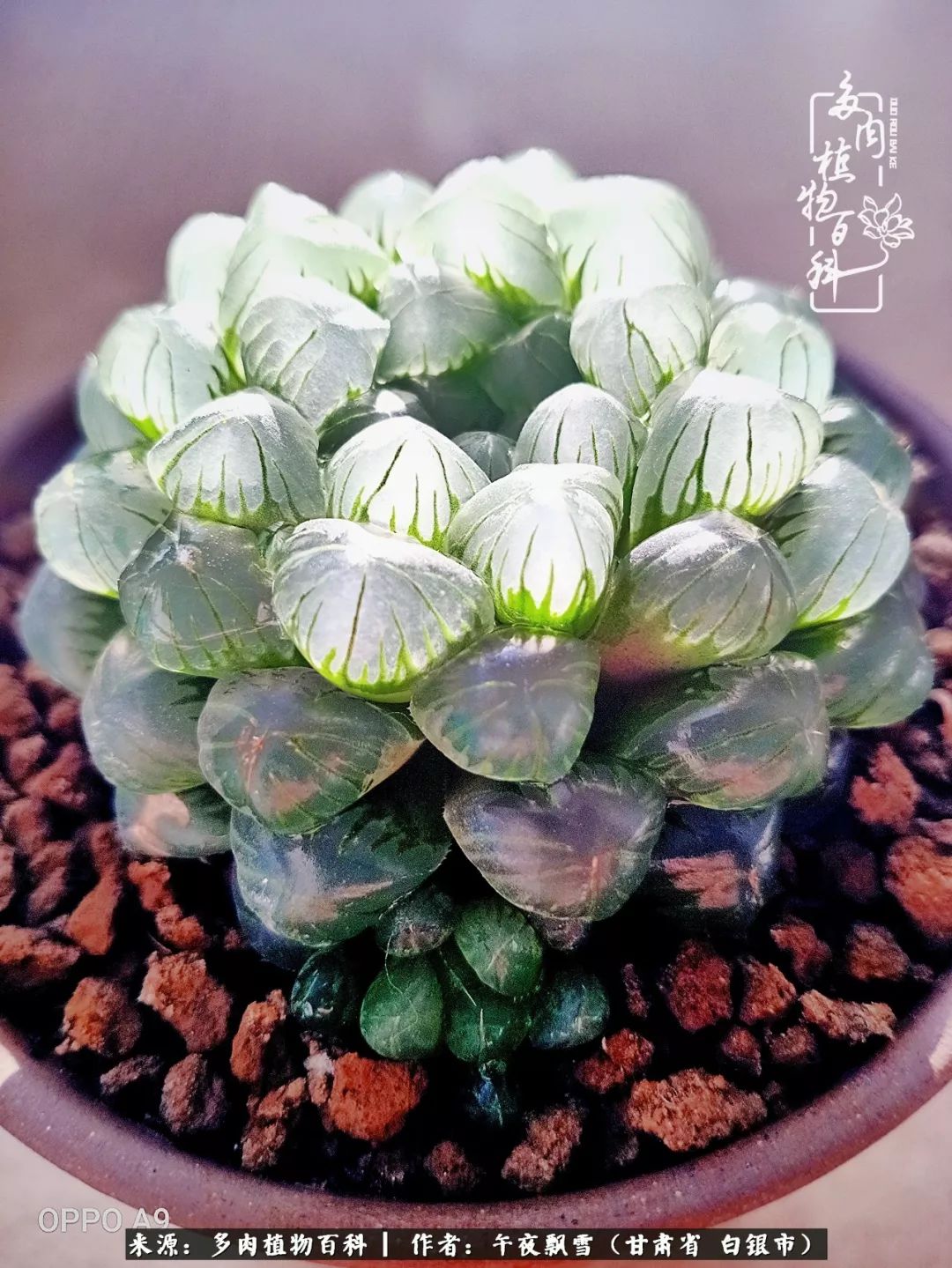 久在晴冬等雪来——北方阳台党的多肉成长历程!_状态