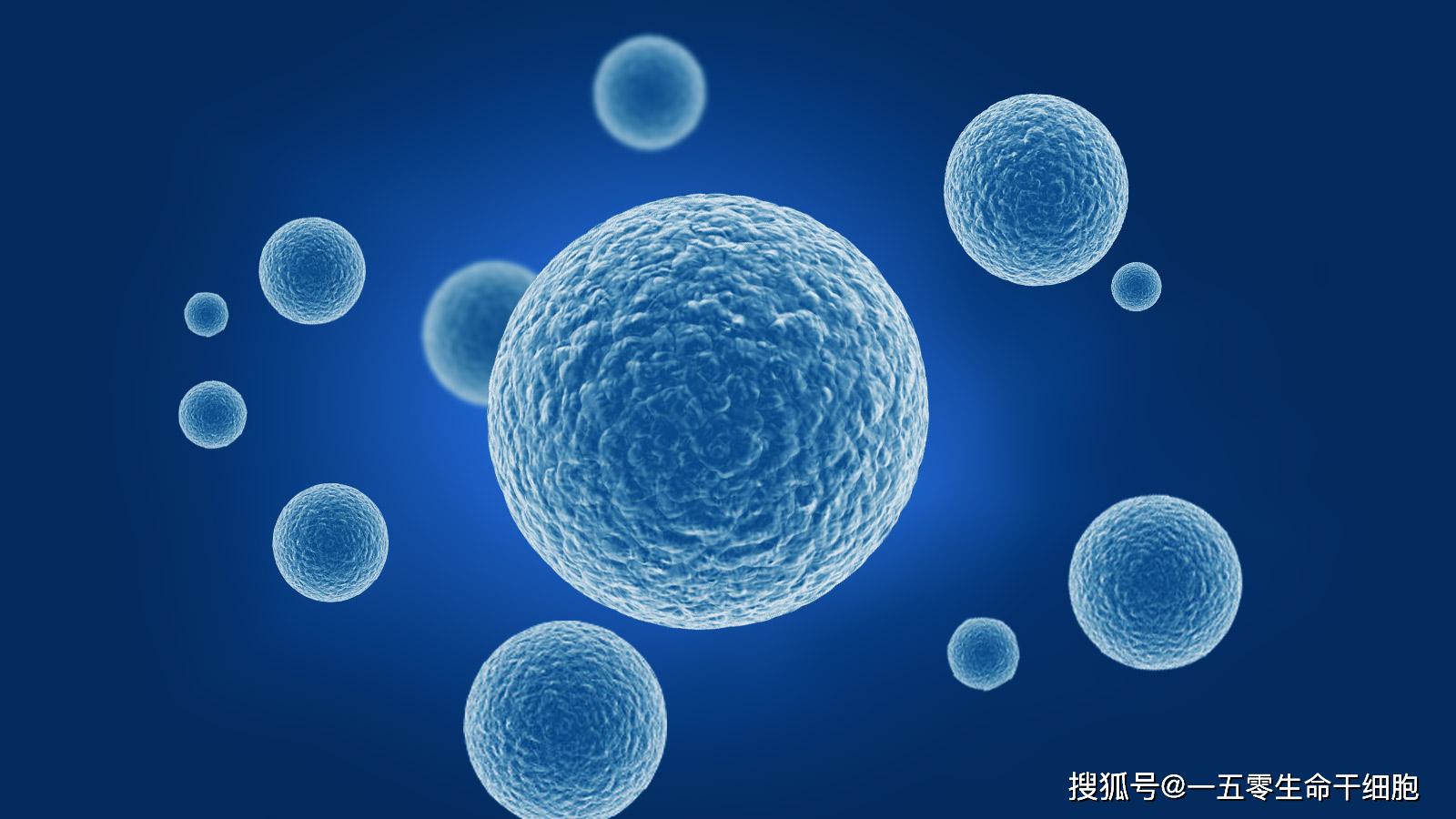 干细胞抗衰老技术三大功效改善脑功能保持生命活力
