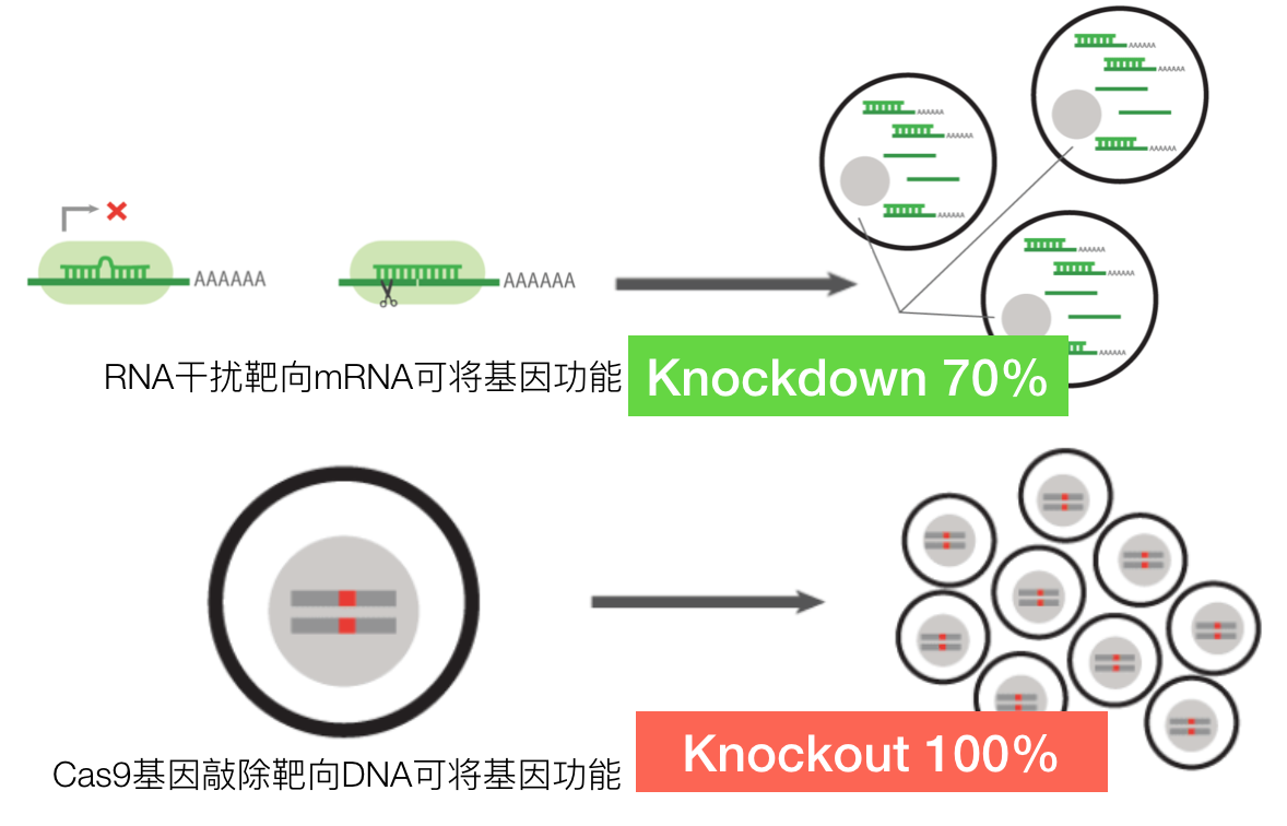 如何快速构建基因敲除细胞系细胞基因编辑