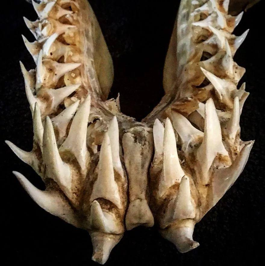 25种深海大河怪物,吓得我都不敢游泳了!_牙齿