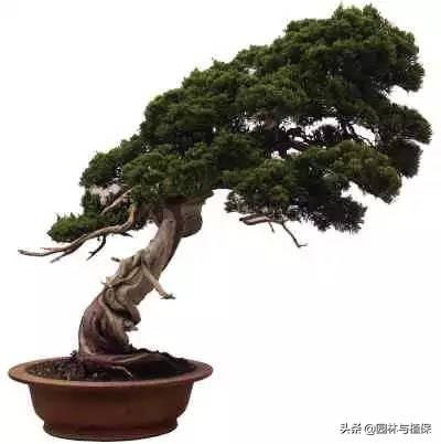 什么样的松树适合庭院 1612ae3a29a346d181efbf930c91afe5.jpeg