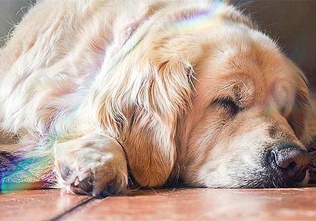 辟谣,犬传染性肝炎也会感染人?铲屎官切勿谈肝色变耽误治疗