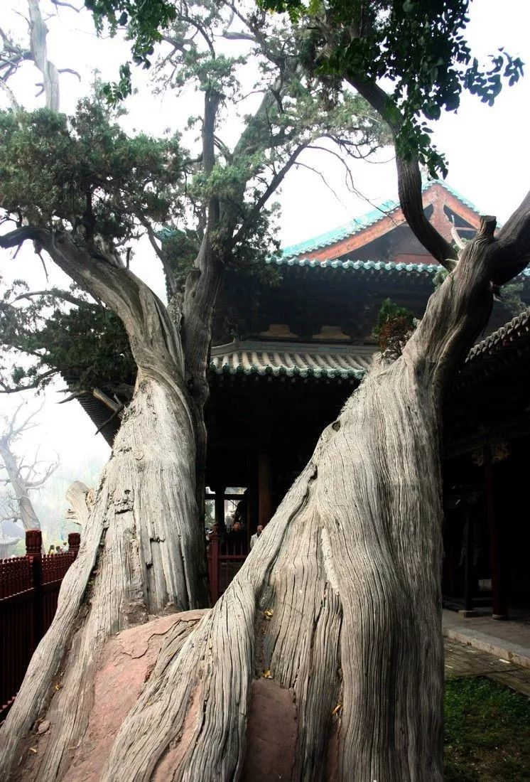 太原千年古树被撞倒引热议龙城竟然有这么多神仙级古树