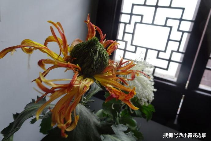 喜欢菊花,不如养盆"菊中珍品"畸形菊,聚拢成球,散如蟹