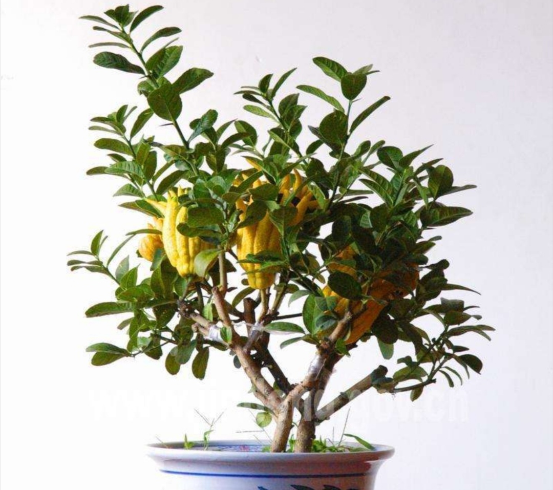 家里养1盆“佛手花”，美观又大方，寓意更美好