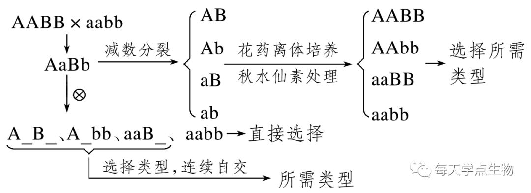 单倍体育种与杂交育种的关系