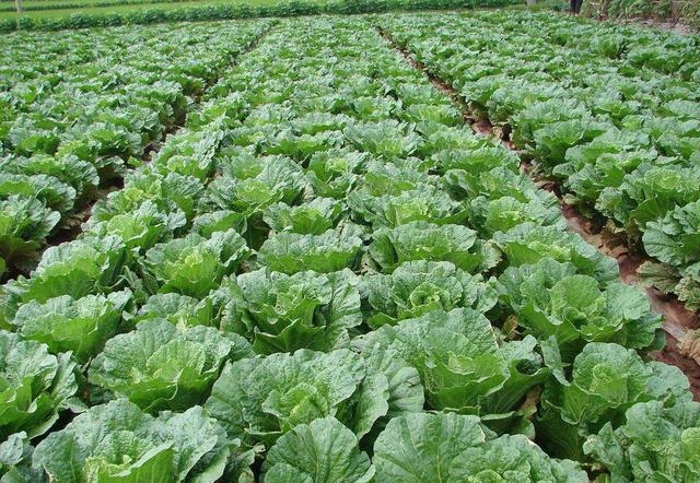 如何种植大白菜教程 36c457295cab4771a30f280f260a0e6a.jpeg