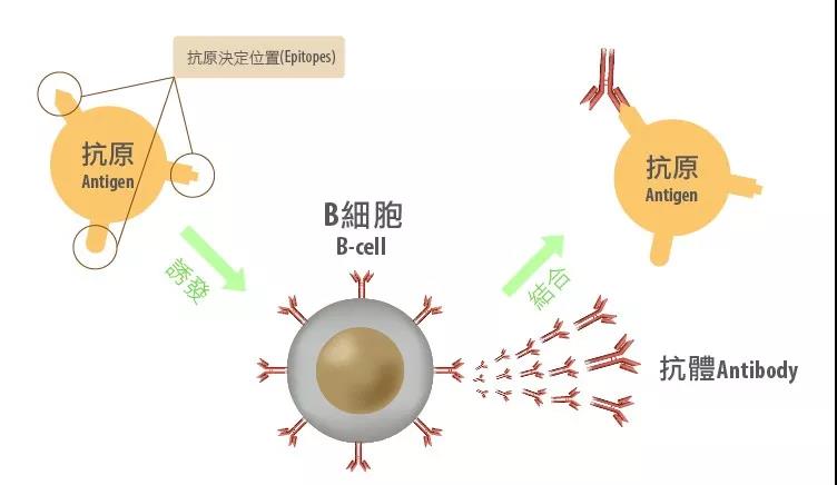 抗体的产生抗原通常是由多个抗原决定簇组成的,由一种抗原决定簇刺激