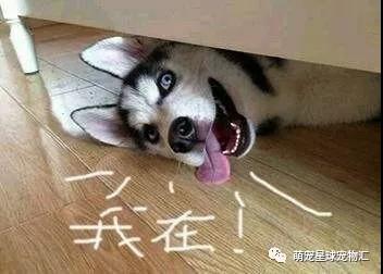 二哈,在逗比的路上从来没有输过!
