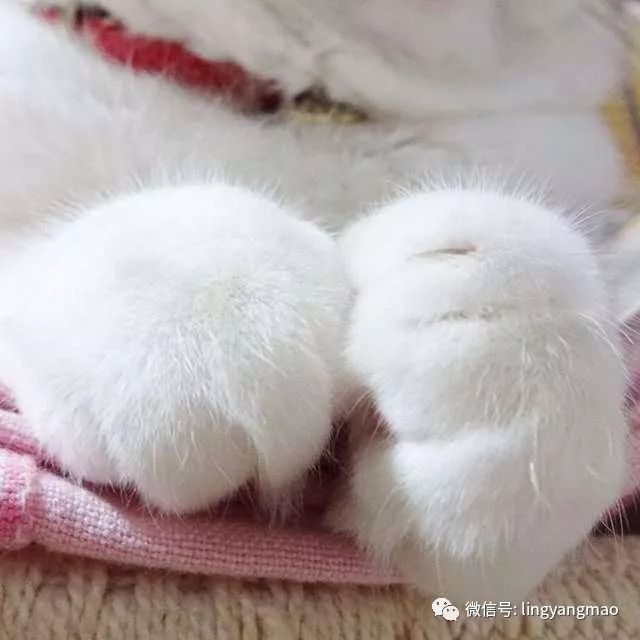 这圆滚滚的爪爪让人快要流口水 ~铲屎官还因此接到了手表广告萌炸了