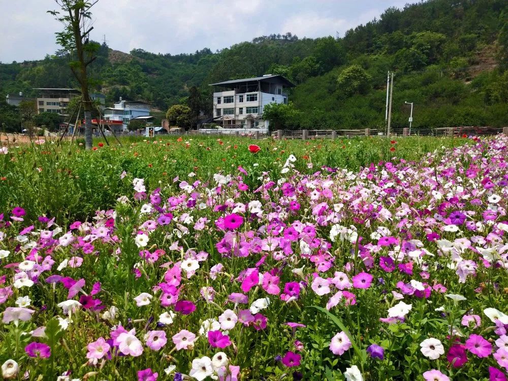 永泰这处"高颜值"公园不容错过~_花海