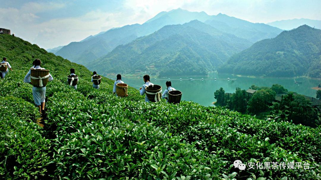 湖南安化:茶旅文康四大支柱产业融合发展