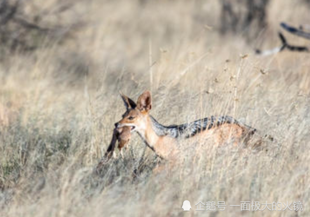 豺狼什么什么成语_成语故事图片