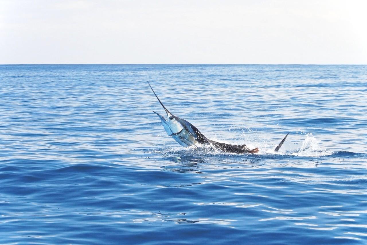 长江白鲟:初识却是因为灭绝!英文可别说成th