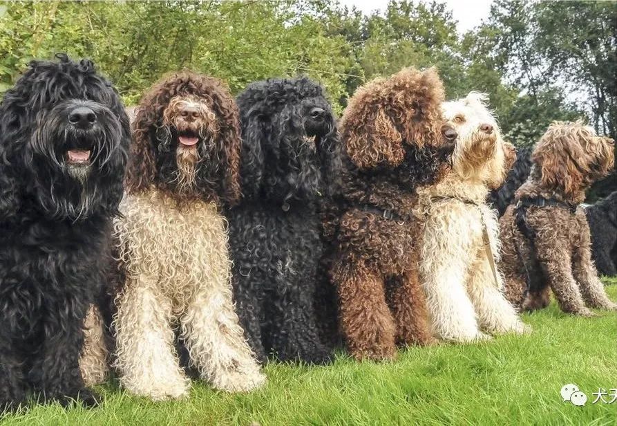 akc以两个全新品种拉开新年序幕巴贝特犬和阿根廷杜高犬正式获得认可