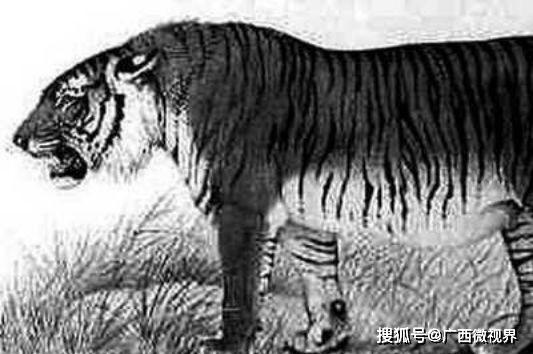 老虎一旦滅絕，對人類的影響到底能有多大？新疆的教訓至今難忘！ 寵物 第2張