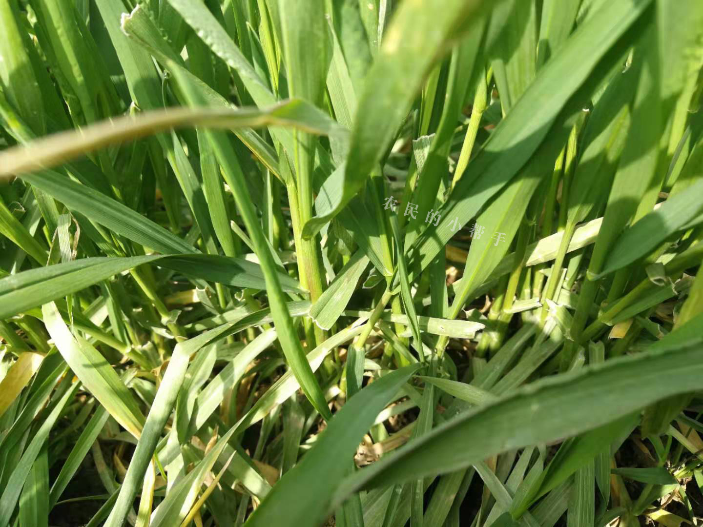 种植小麦,拔节期为什么要浇水施肥?